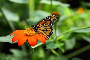 Home. Butterfly on ORANGE flower
